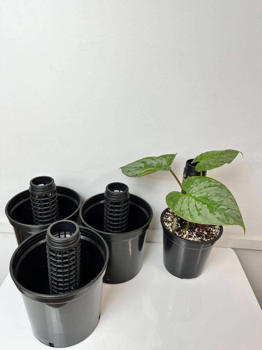 プラ鉢とモスポール 3セット 観葉植物 20cmポールと15x16x18cmプラ鉢