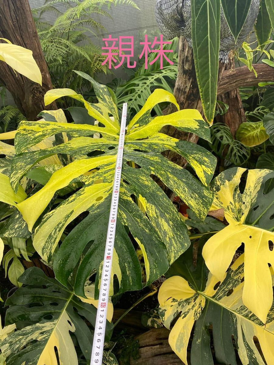 H2 モンステラデリシオーサ イエローマリリン Monstera Deliciosa Yellow Marilyn 組織培養苗 順化済の画像8