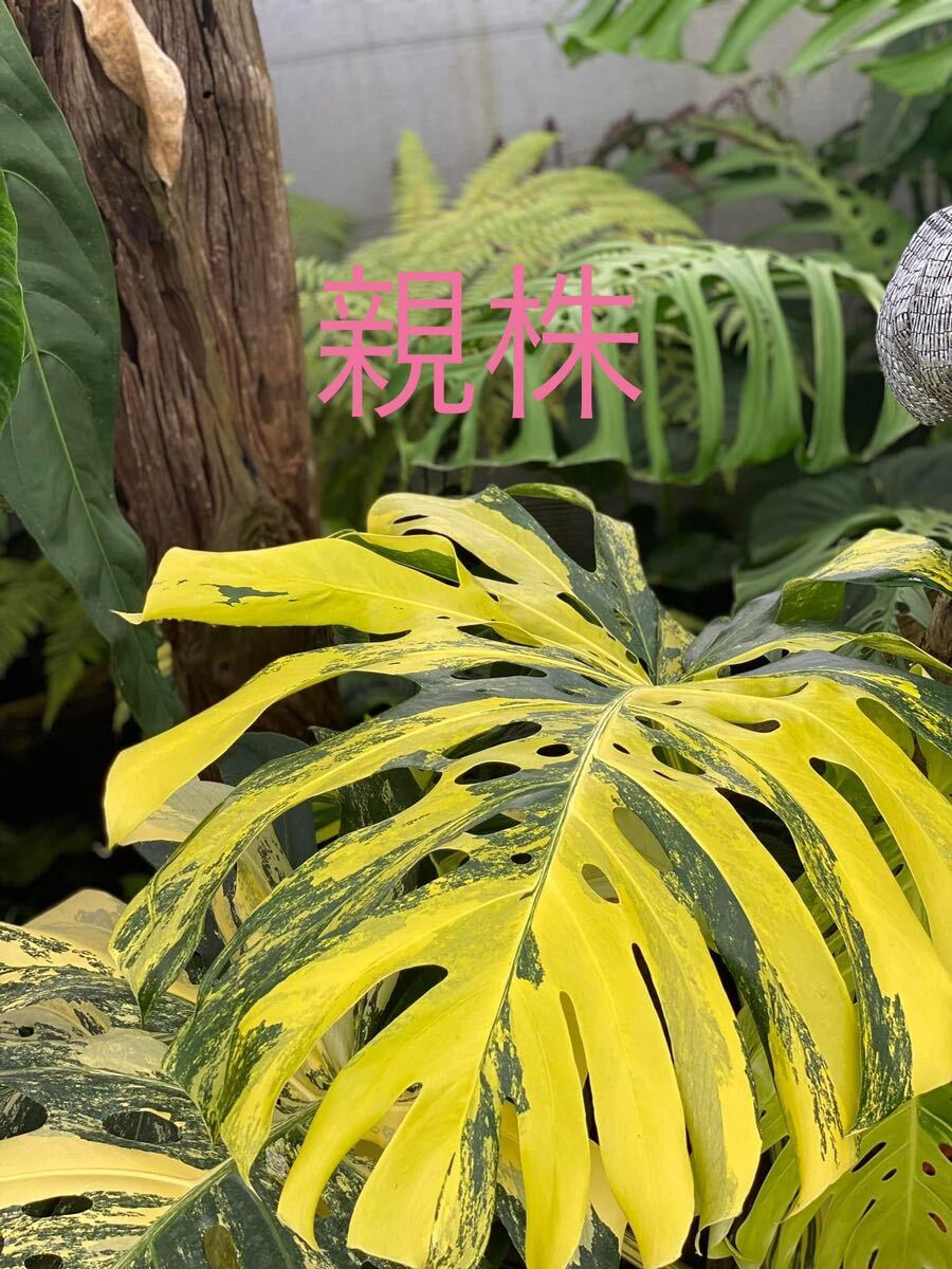 H3 モンステラデリシオーサ イエローマリリン Monstera Deliciosa Yellow Marilyn 組織培養苗　順化済_画像1