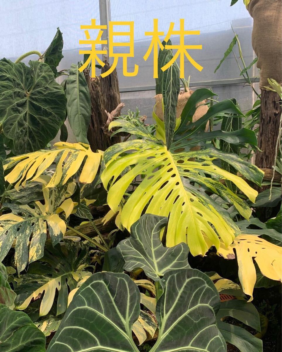 E10 モンステラデリシオーサ イエローマリリン Monstera Deliciosa Yellow Marilyn 組織培養苗　順化済_画像2