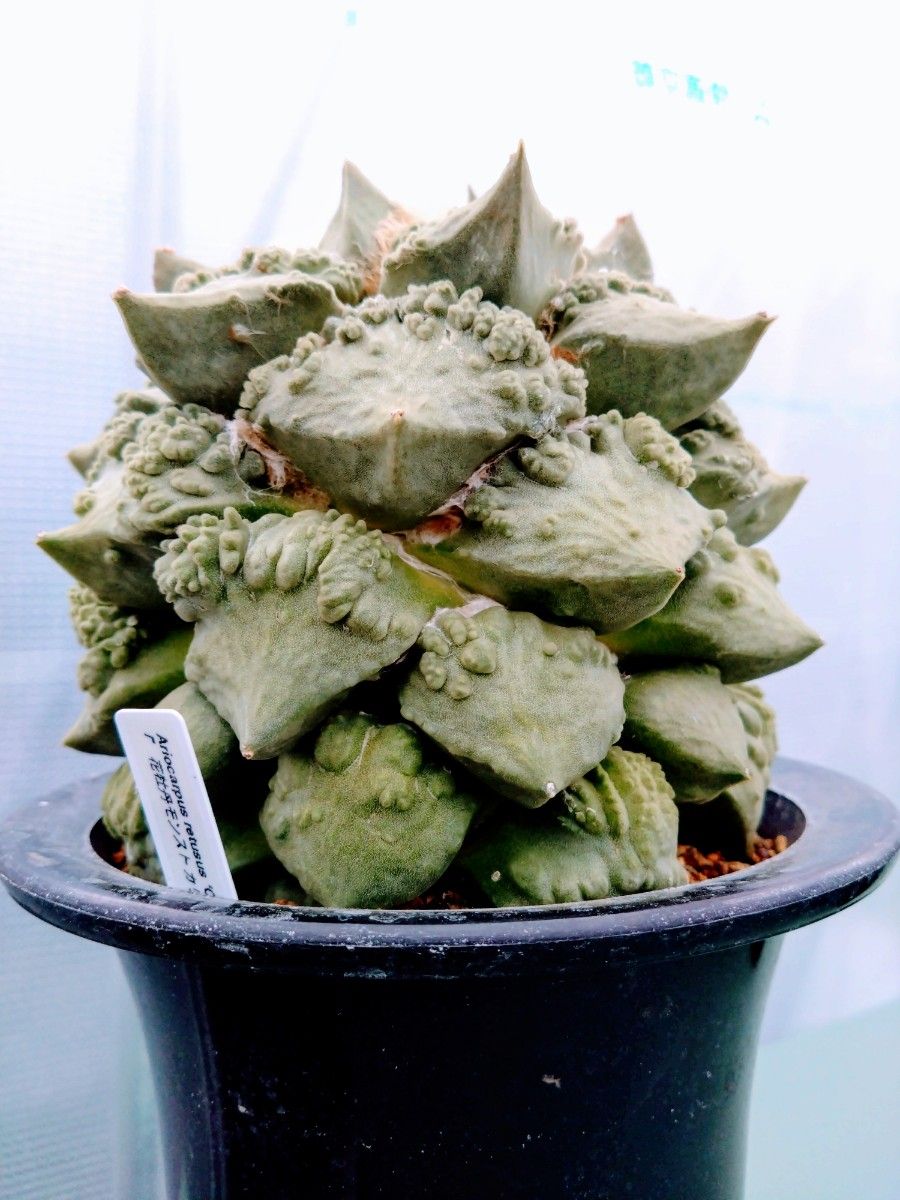 サボテン 多肉植物　アリオカルプス属　カリフラワー　花牡丹モンスト