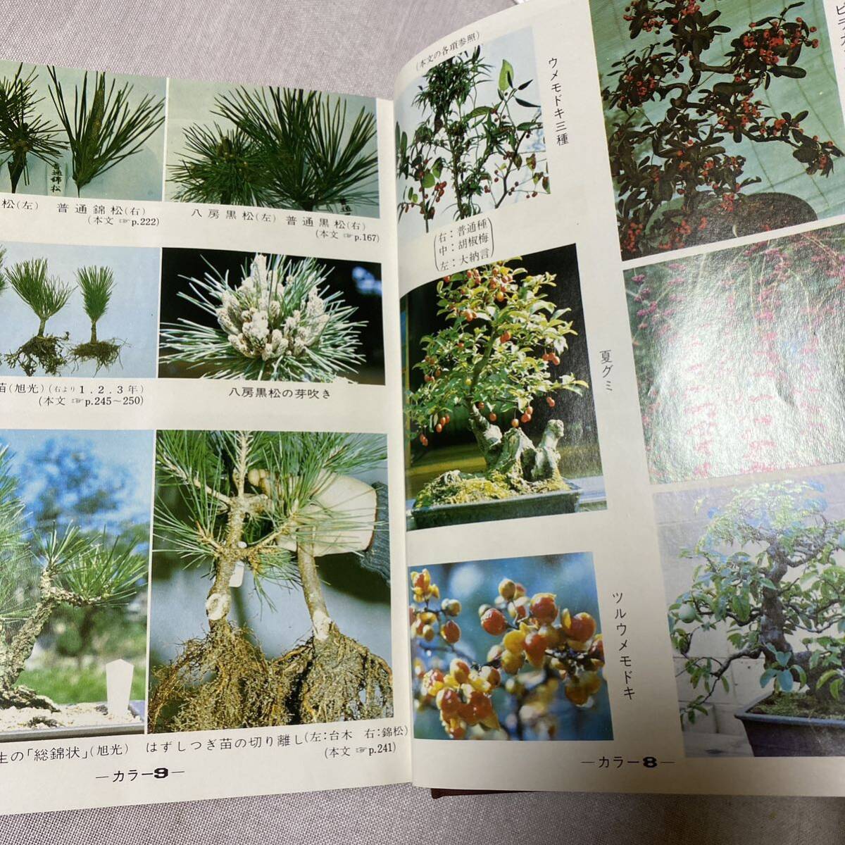 改訂増補　盆栽のすべて　昭和50年　貴重本　勉強　コレクション_画像5