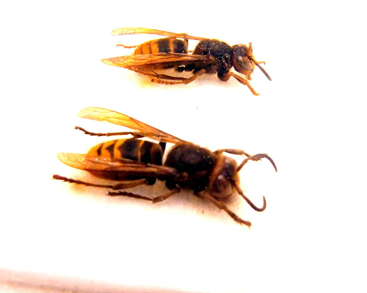 ★ハチの標本f579★北海道釧路町産モンスズメバチ★２頭★_画像2