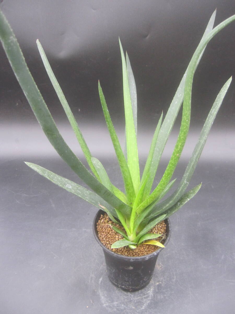 ★Aloe myriacantha x 臥牛 ★ガストロアロエPA09_画像1