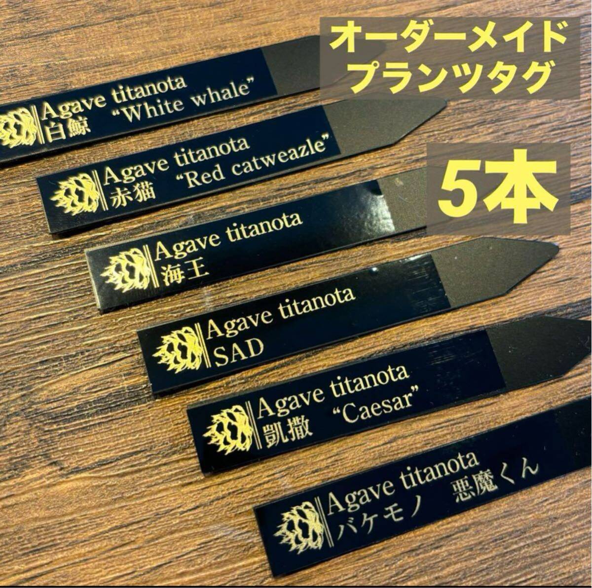 5本　プランツタグ 金文字 アガベ チタノタ 白鯨 姫厳竜 スナグルトゥース グラキリス アデニウム 