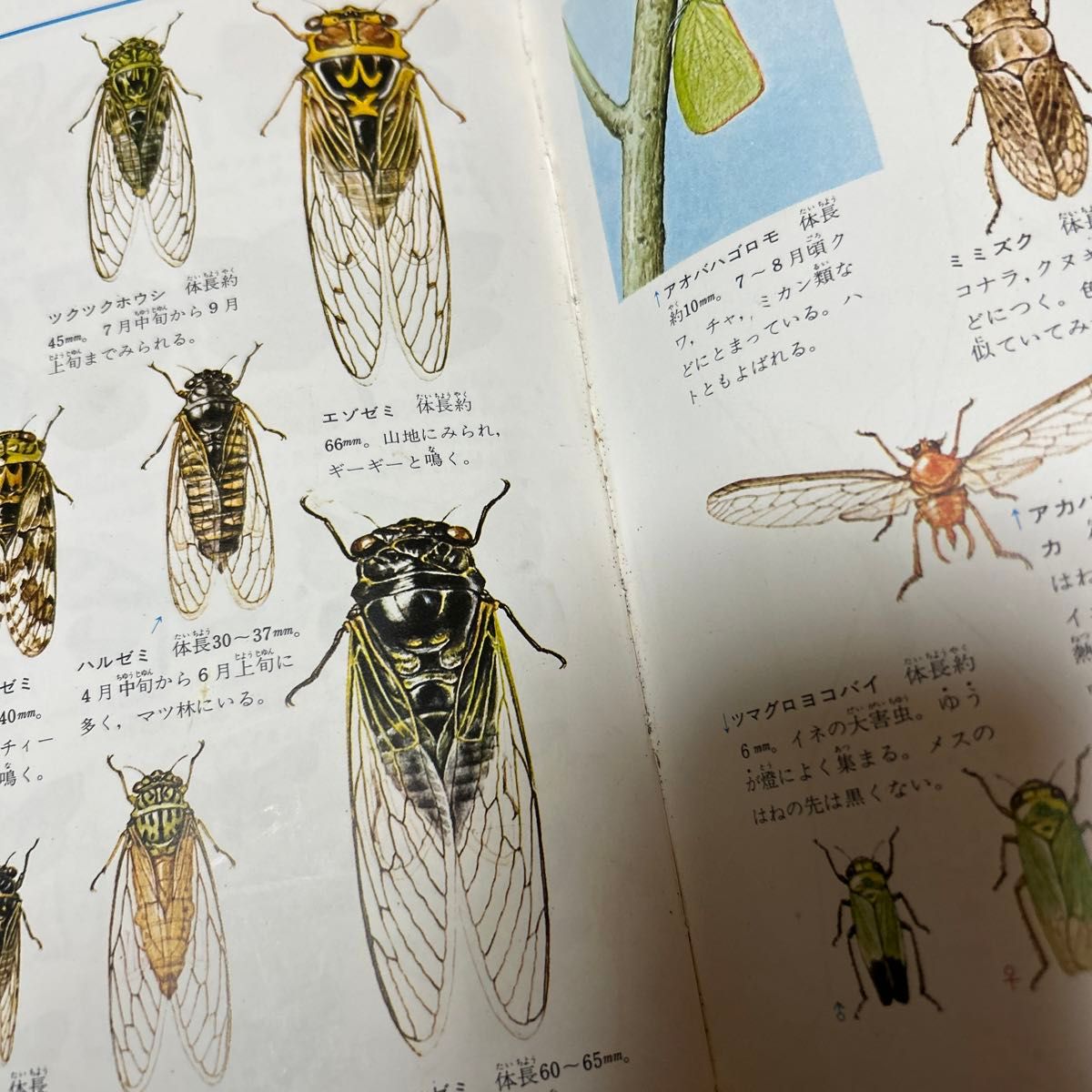 カラー百科図鑑 昆虫 図鑑 世界文化社 昭和レトロ