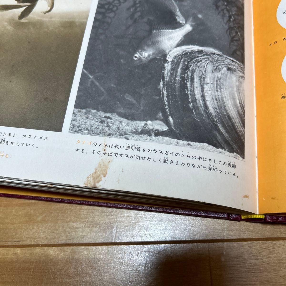 カラー百科図鑑 魚貝 図鑑 世界文化社 昭和レトロ