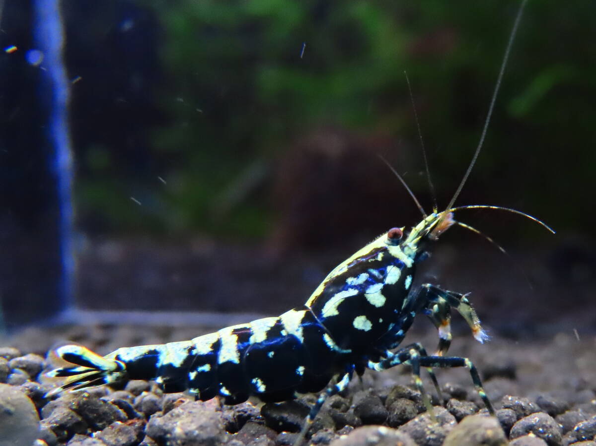 [NEO. higashi Osaka as last exhibition ] ultra selection! KING.. black Galaxy fish bo-n high grade 10 pcs female somewhat larger quantity shrimp 3