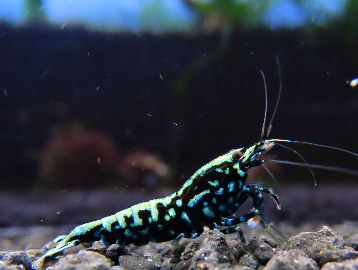 [NEO. higashi Osaka as last exhibition ] ultra selection! KING.. black Galaxy fish bo-n high grade 10 pcs (. egg 4 pcs ) shrimp 