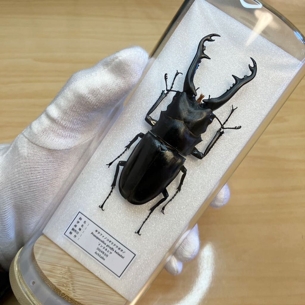 スペキオススホソアカクワガタ 標本 (スペキオススホソアカ スペキオススホソアカクワガタ 標本 (スペキオススホソアカ