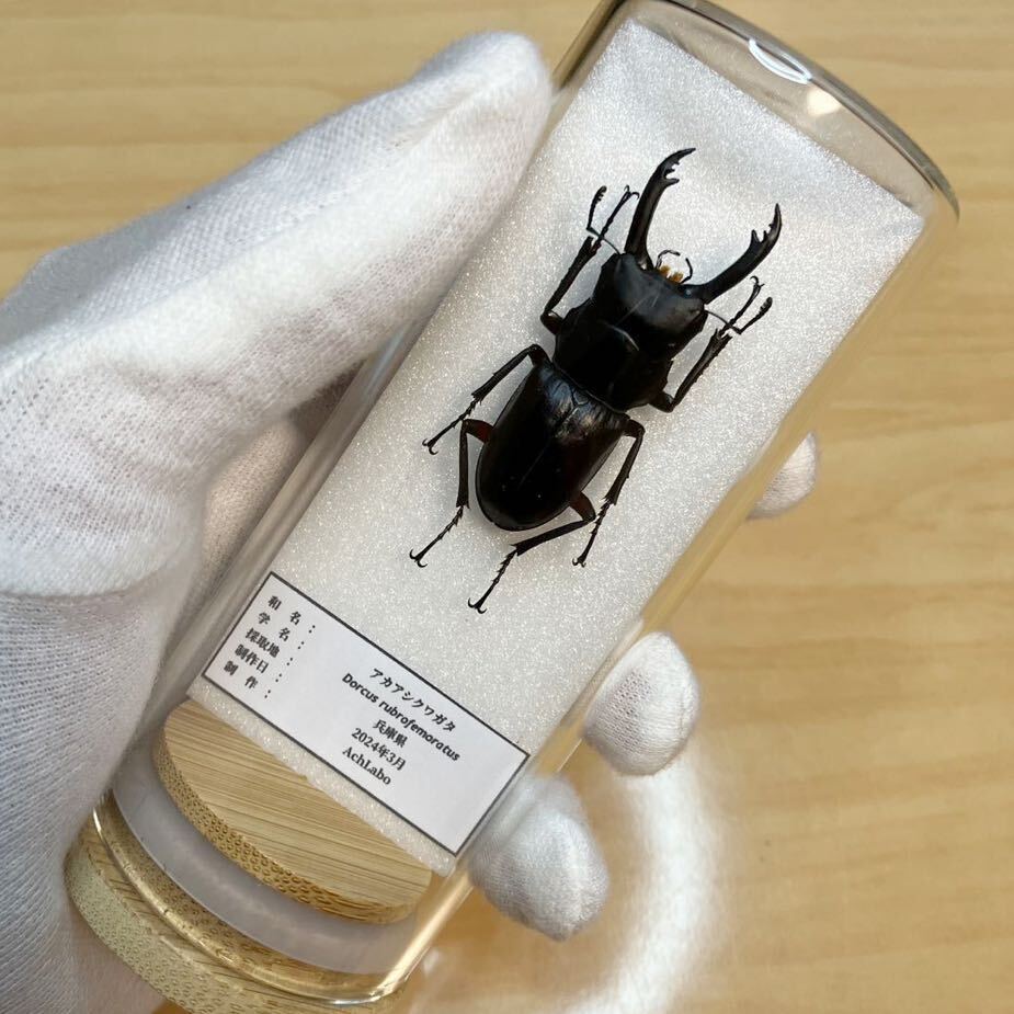 [ insect specimen ] red asi stag beetle glass case entering 