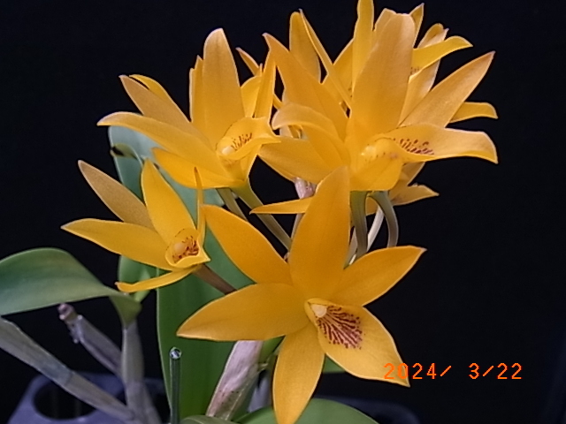 洋蘭原種　　Gur.（C）aurantiaca'Miami' CBM/AOS　　OG 花付きです_出品株