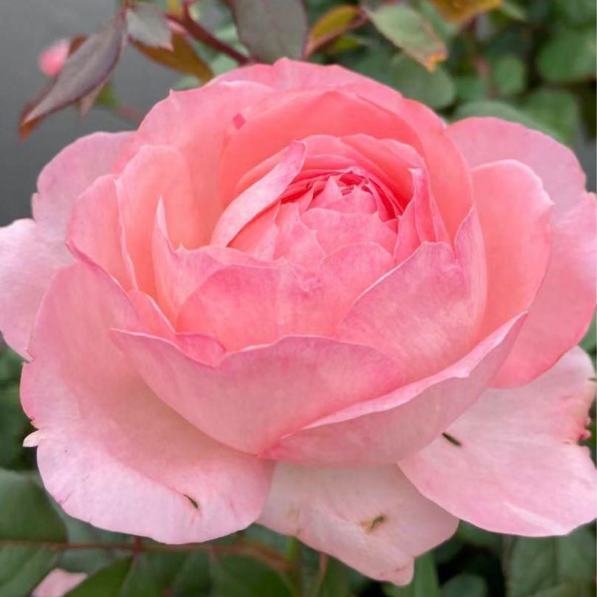 希少品種~四季咲き美人シリーズ柔らかいピンク色切花