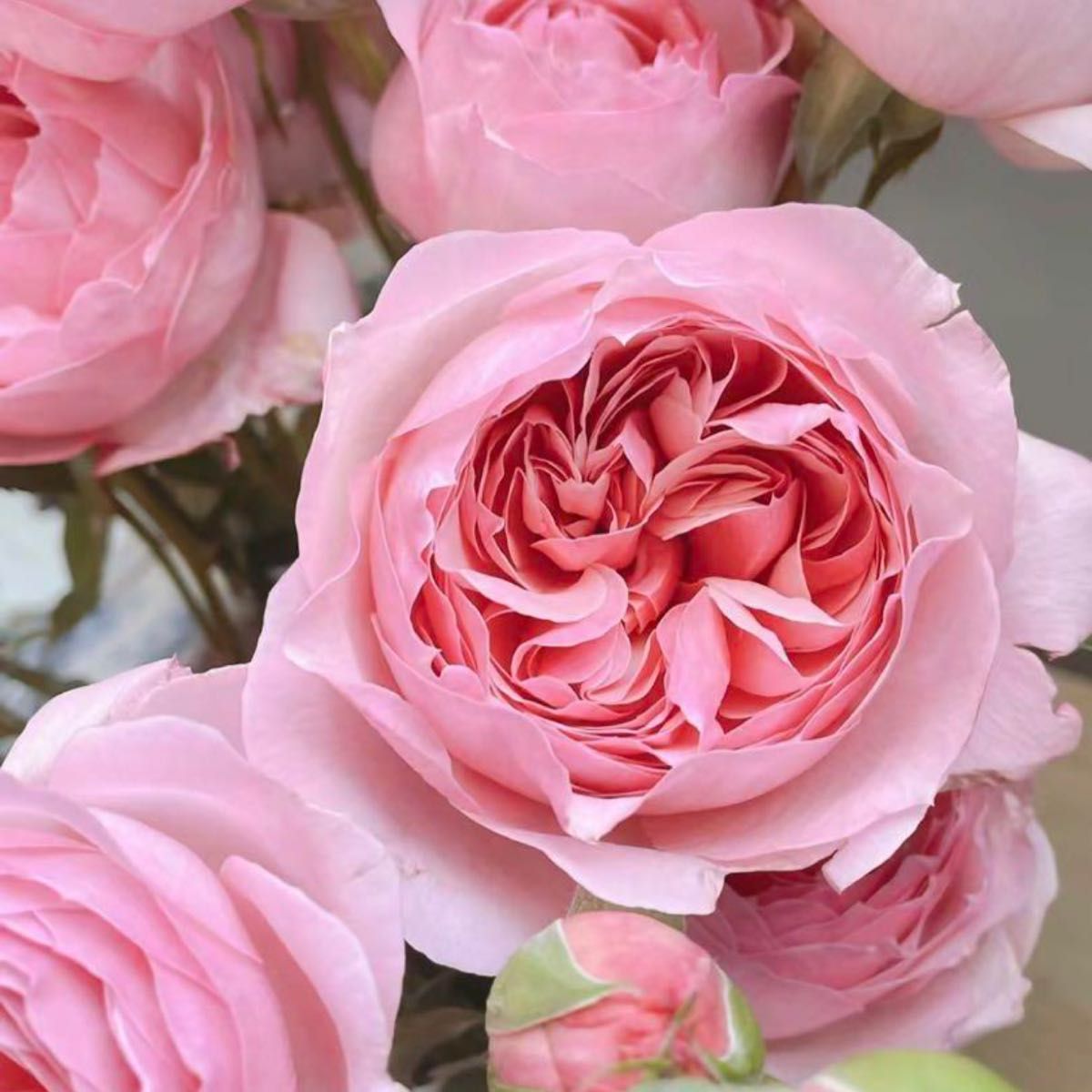 希少品種~四季咲き美人シリーズ柔らかいピンク色切花