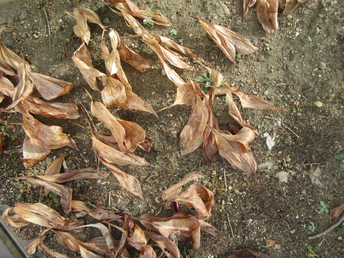 ◆多年草「鈴蘭（スズラン）・ドイツすずらんの苗」・花の中が少し赤い　苗　花芽　５芽、ビニールパックで郵送　自宅保管商品Ｈ０１-7_画像7