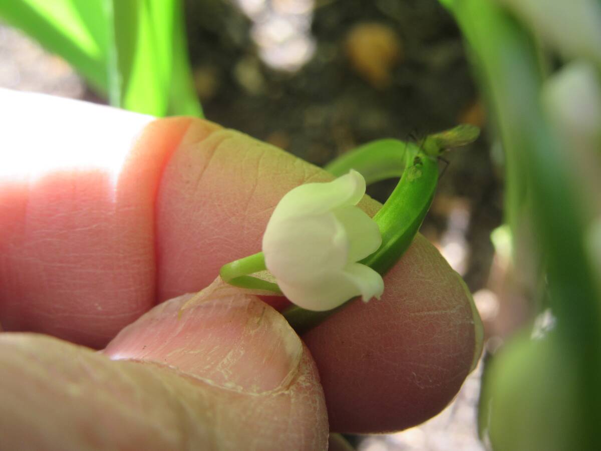 ◆多年草「鈴蘭（スズラン）・ドイツすずらんの苗」・花の中が少し赤い　苗　花芽　５芽、ビニールパックで郵送　自宅保管商品Ｈ０１-１3_画像5