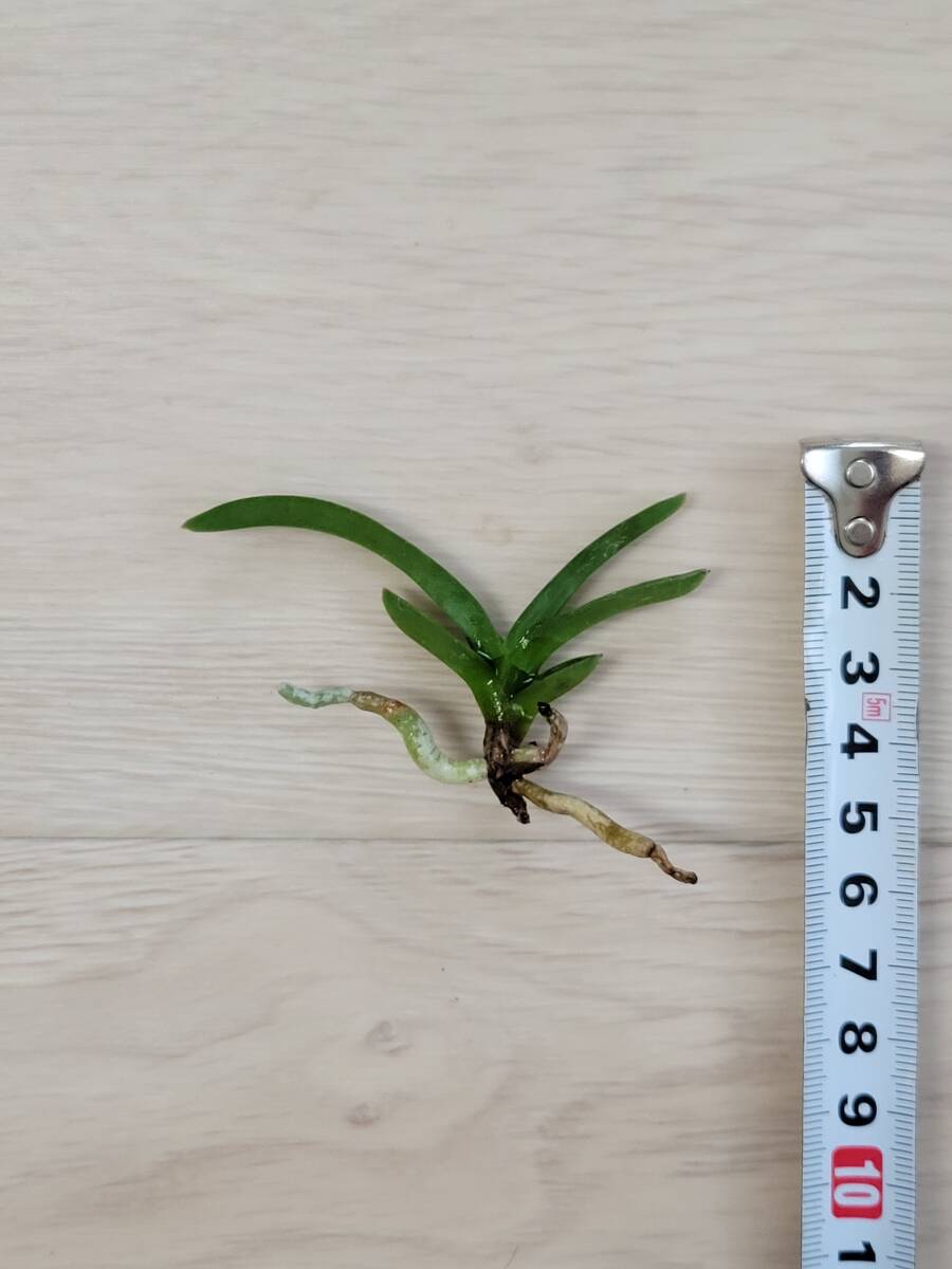 【富貴蘭'淀の松'】フウラン　Vanda falcata　ラン科　Neofinetia　風蘭　豆葉　古典園芸植物_画像1