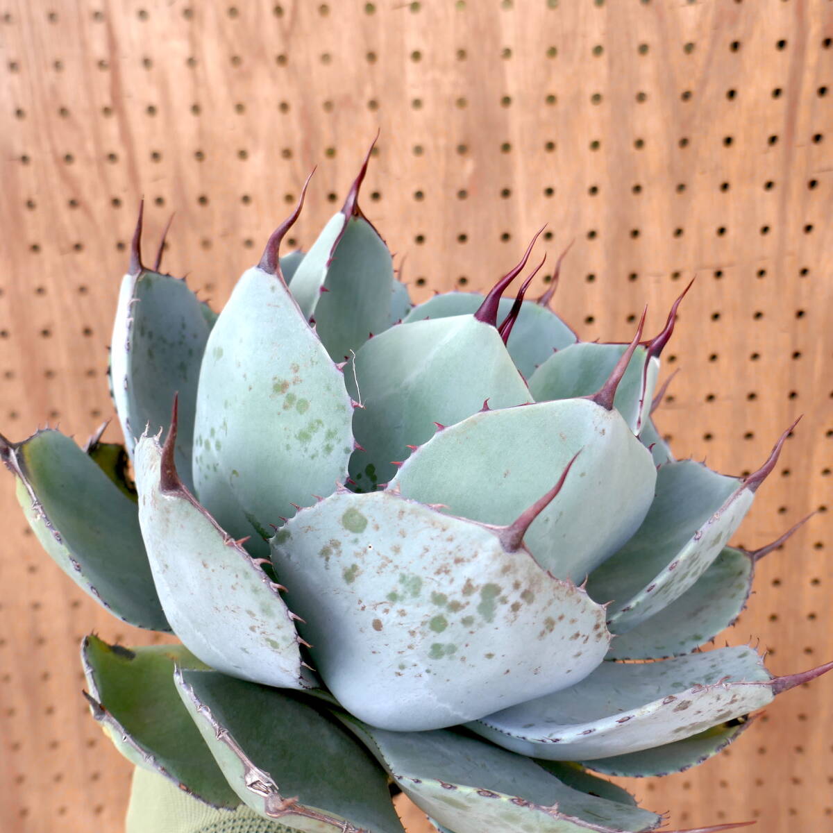 240304【特選 カリフォルニア輸入株】アガベ パリー トランカータ ハンティントン ブルー agave parryi truncata Huntington Blue_画像6