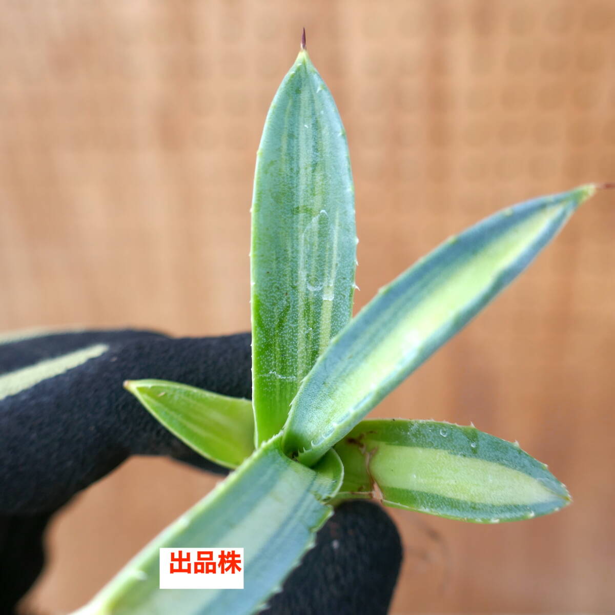 240319【特選 カリフォルニア輸入仔株】アガベ アメリカーナ 三光斑 Agave americanaの画像8