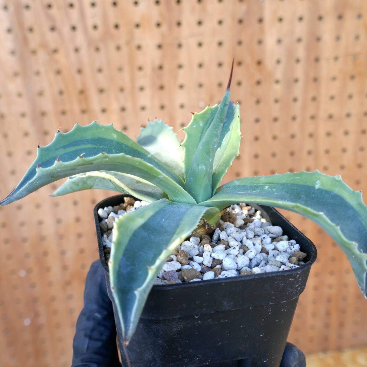 240367【特選カリフォルニア輸入株】 アガベ オバティフォリア オルカ Agave ovatifolia orcaの画像8