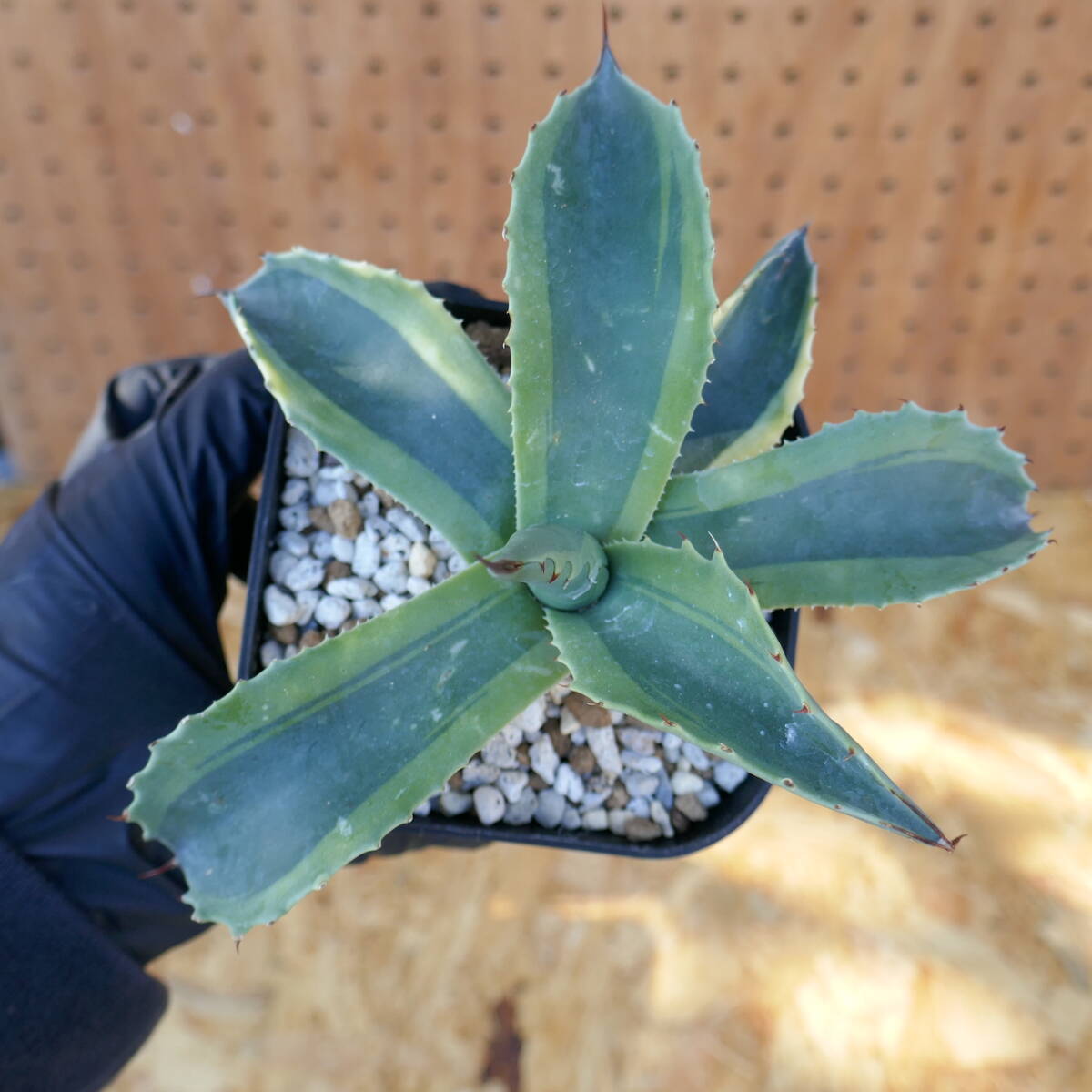 240367【特選カリフォルニア輸入株】 アガベ オバティフォリア オルカ Agave ovatifolia orcaの画像1