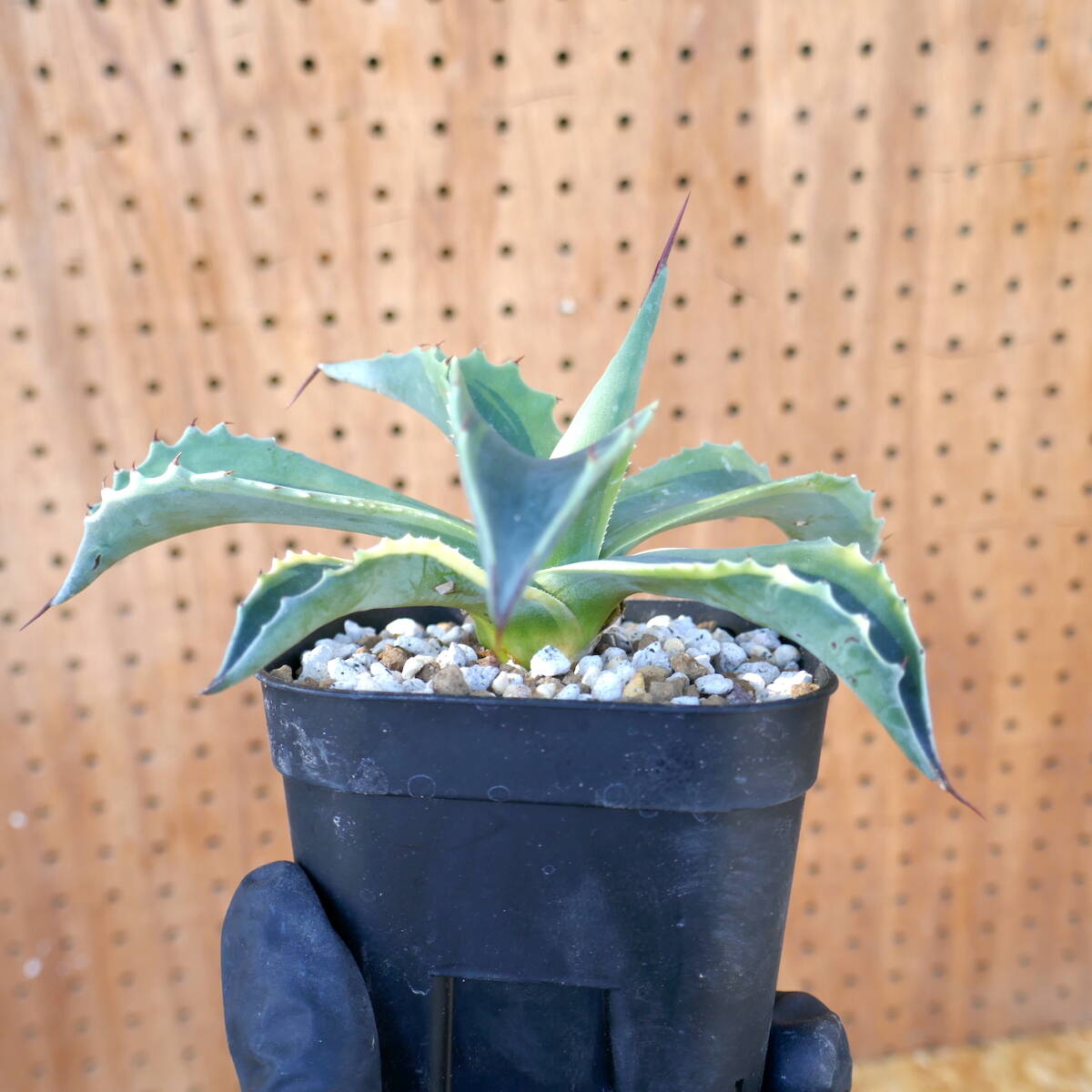 240367【特選カリフォルニア輸入株】 アガベ オバティフォリア オルカ Agave ovatifolia orcaの画像7