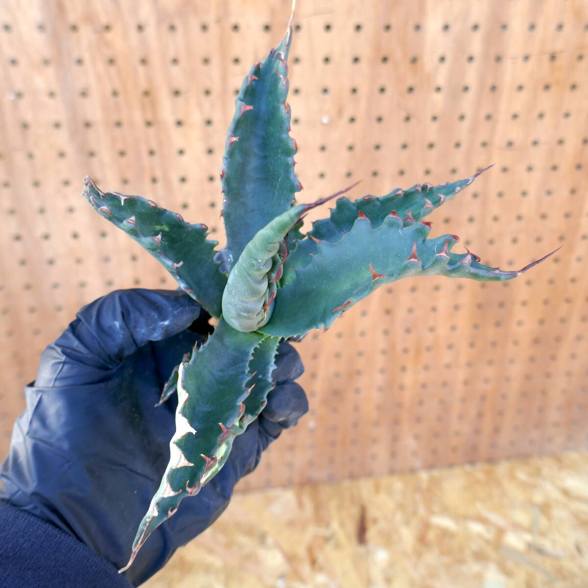 240379【特選 カリフォルニア輸入株 】Agave gentryi Jaws アガベ ジェントリー ジョーズの画像6