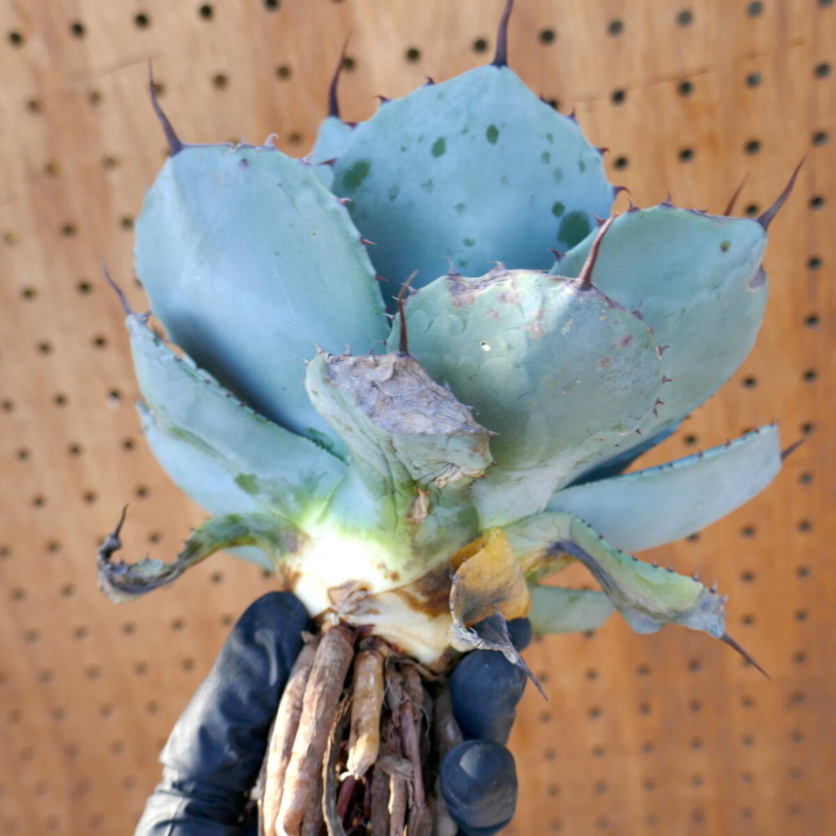 240382【特選 カリフォルニア輸入株】アガベ パリー トランカータ ハンティントン ブルー agave parryi truncata Huntington Blue_画像6