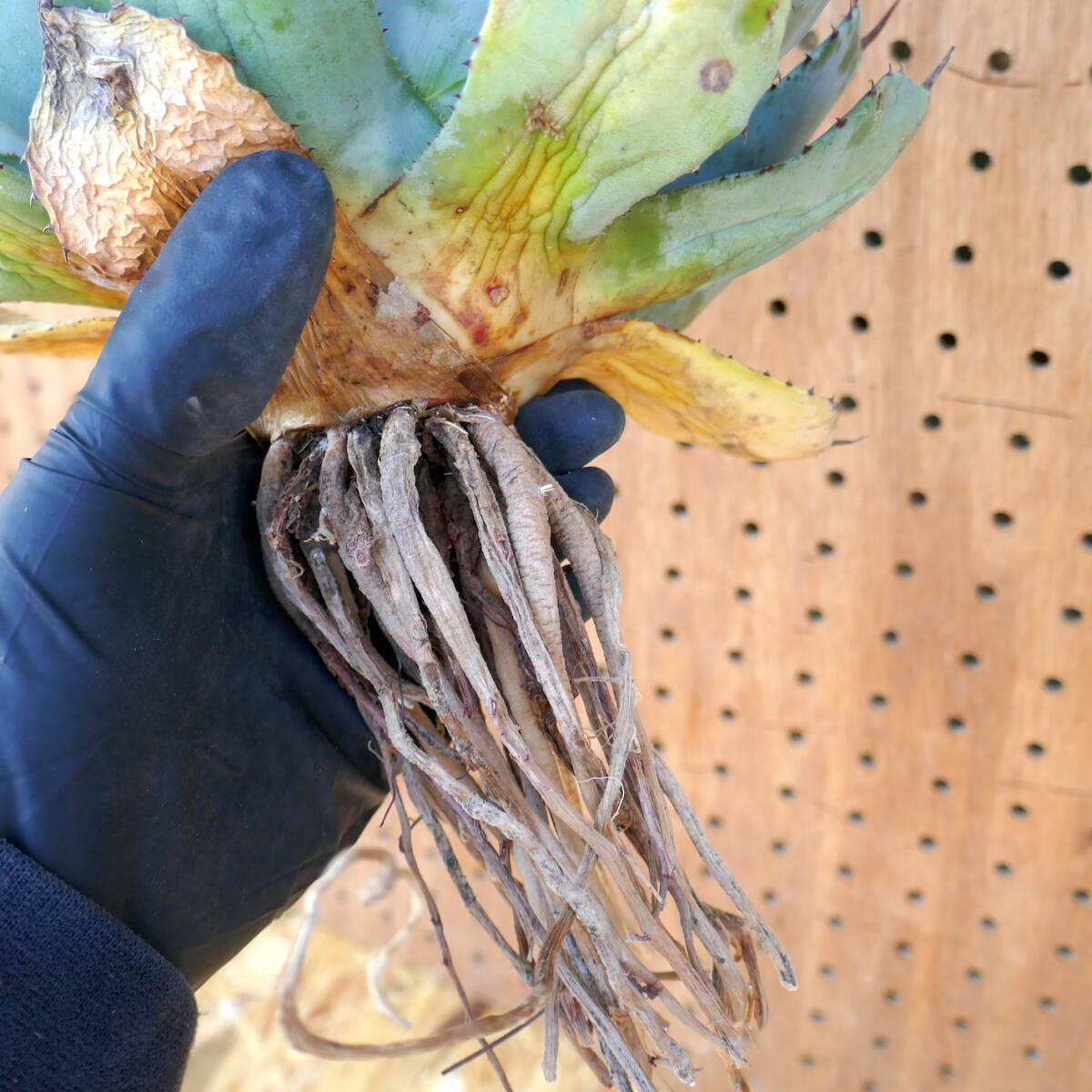 240385【特選 カリフォルニア輸入株】アガベ パリー トランカータ ハンティントン ブルー agave parryi truncata Huntington Blue_画像10