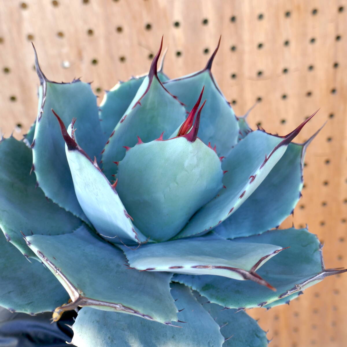 240386【特選 カリフォルニア輸入株】アガベ パリー トランカータ ハンティントン ブルー agave parryi truncata Huntington Blue_画像8