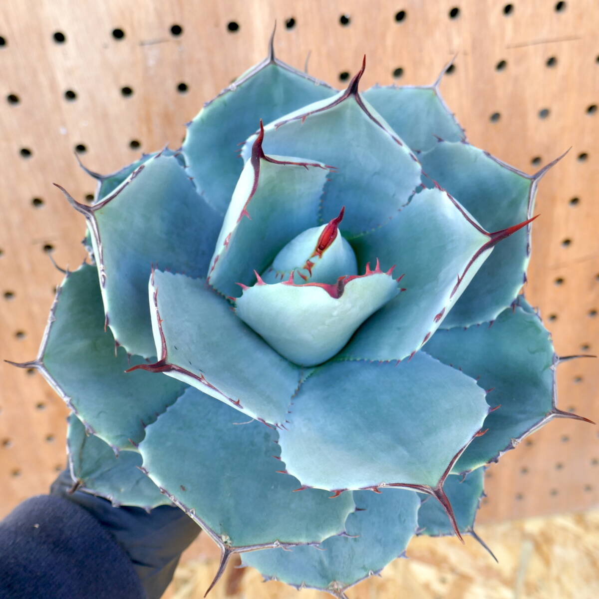 240386【特選 カリフォルニア輸入株】アガベ パリー トランカータ ハンティントン ブルー agave parryi truncata Huntington Blue_画像1