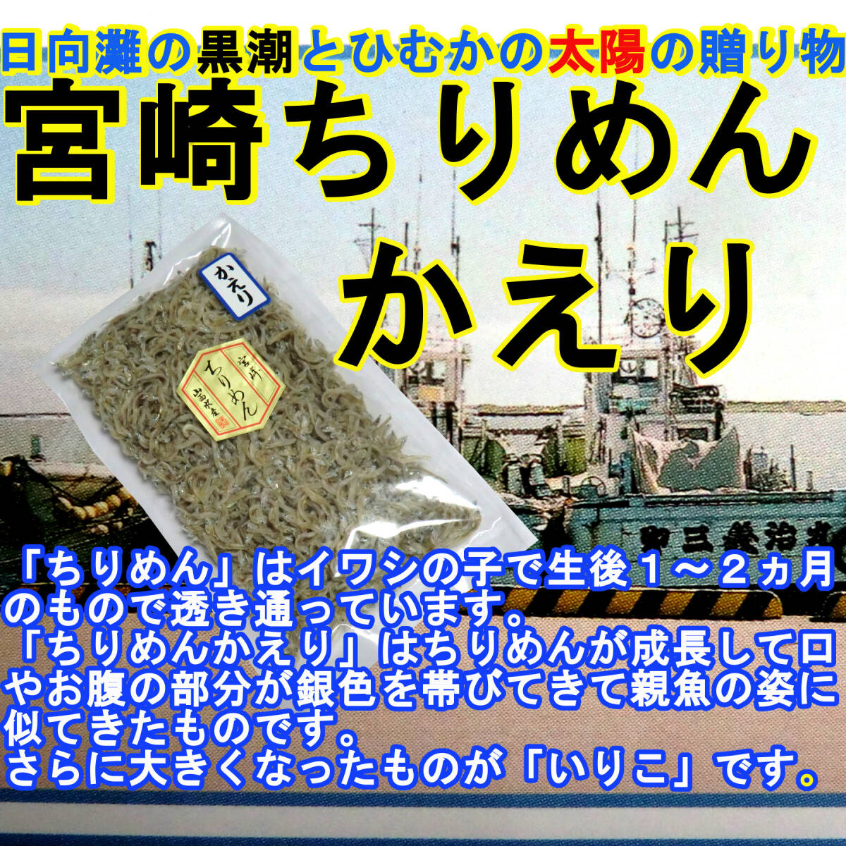 宮崎ちりめんかえり 100g×3袋 黒潮と日向の太陽の贈物 カルシウムの補給源 ちりめんじゃこ 山西水産 天日干し ご飯のお供 トッピングの画像3