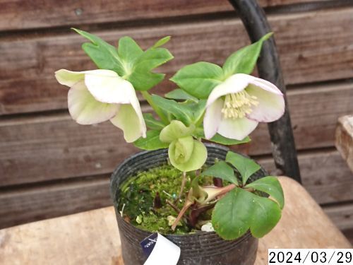 花1ガク2蕾0 開花株3.5号 小野寺園芸生産 シングル クリスマスローズ0319159_画像2