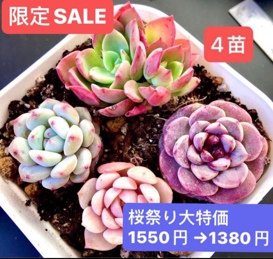 新入荷★韓国苗★4苗セット3組 ★可愛い紅葉大苗美苗★多肉植物★エケベリア