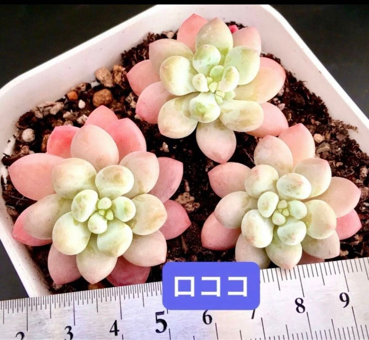 限定SALE 3苗セット1180円 新入荷韓国苗 ロココ 可愛紅葉超美苗 限定SALE 3苗セット1180円 新入荷韓国苗 ロココ 可愛紅葉超美苗