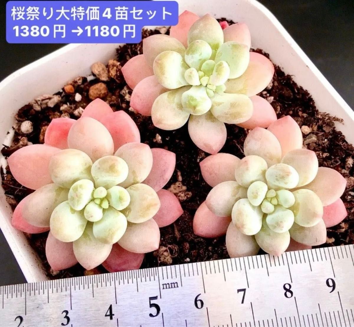 限定SALE 3苗セット1180円 新入荷韓国苗 ロココ 可愛紅葉超美苗 限定SALE 3苗セット1180円 新入荷韓国苗 ロココ 可愛紅葉超美苗