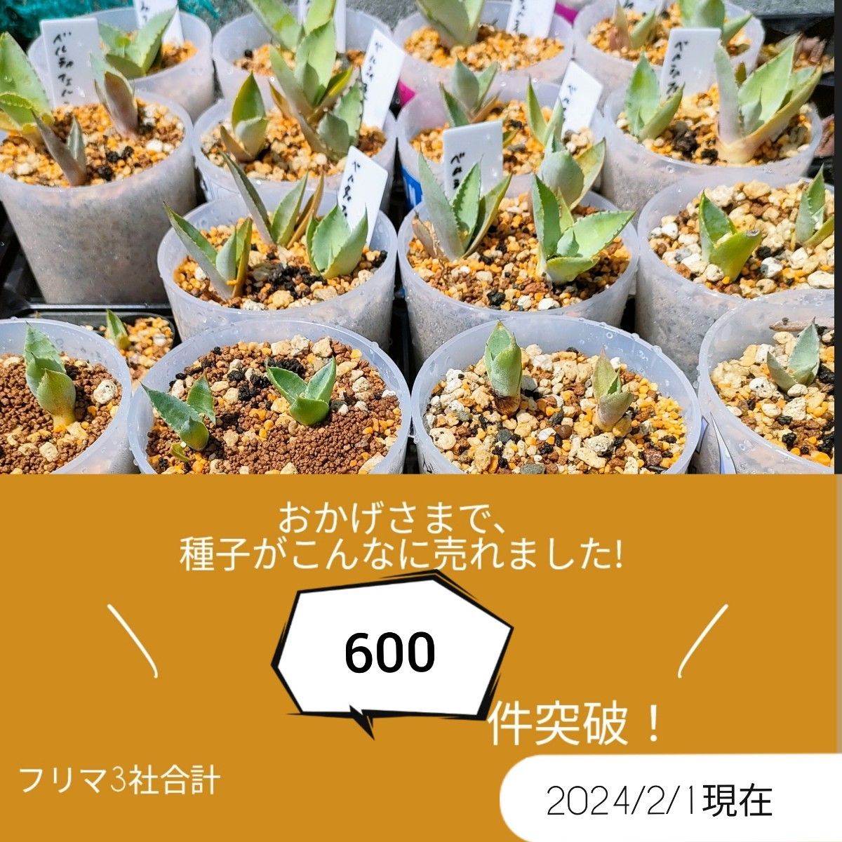 【即購入可】人気品種　アガベ　オテロイの種子 30粒