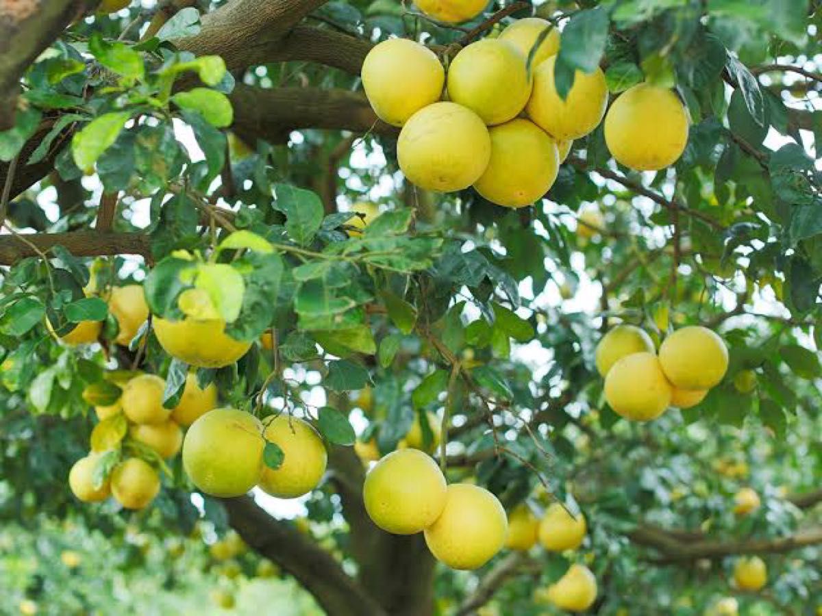 【AEAJ認定】100%天然　精油　アロマオイル　エッセンシャルオイル　オレンジ　グレープフルーツ　柑橘系　爽やか　セット 