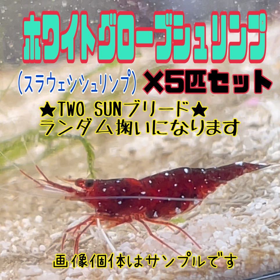 【5匹セット！】ホワイトグローブシュリンプ/当店ブリード　0.5cm〜 ランダム掬い/スラウェシシュリンプ　_画像1