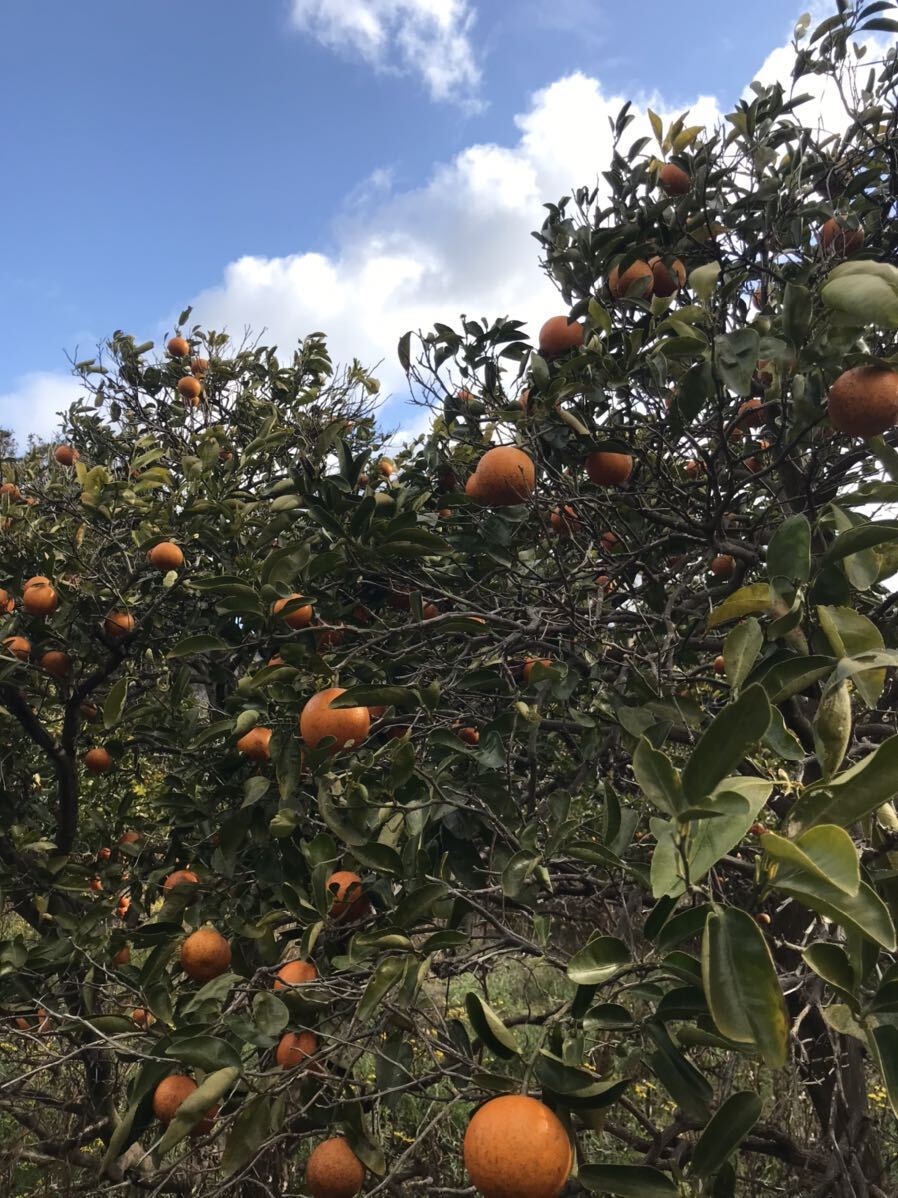 【訳あり品 無農薬 和歌山産 セミノール 3kg 農家直送便】の画像6