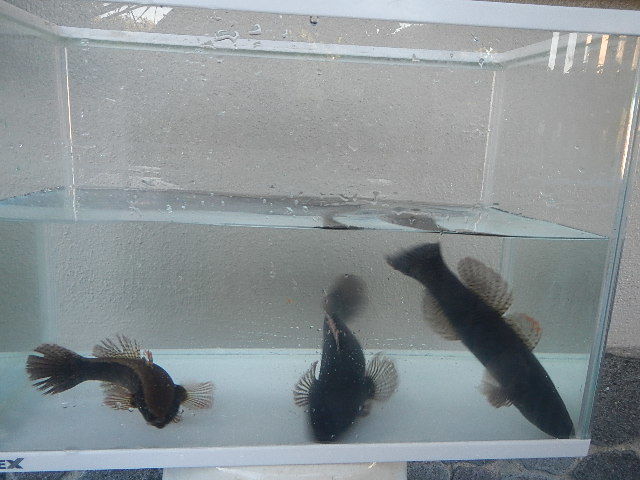 天然　カワアナゴ　古代魚のような威厳のある風貌です。　大きさ：15～20cm前後 1匹で　1580円スタート　愛知県産　ペット　鑑賞用 _画像2