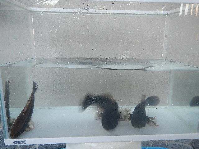 天然　カワアナゴ　古代魚のような威厳のある風貌です。　大きさ：15～20cm前後 1匹で　1580円スタート　愛知県産　ペット　鑑賞用 _画像3