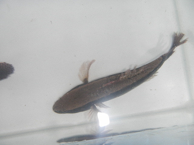 天然　カワアナゴ　古代魚のような威厳のある風貌です。　大きさ：15～20cm前後 1匹で　1580円スタート　愛知県産　ペット　鑑賞用 _画像1