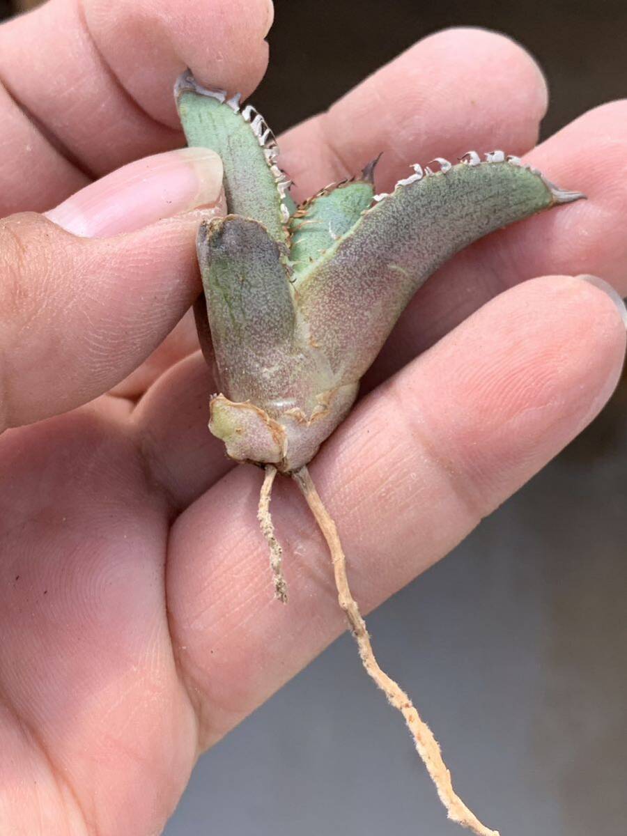 多肉植物アガベ チタノタ 鬣蜥Iiexi極上子株 item details 多肉植物アガベ チタノタ 鬣蜥Iiexi極上子株 item details