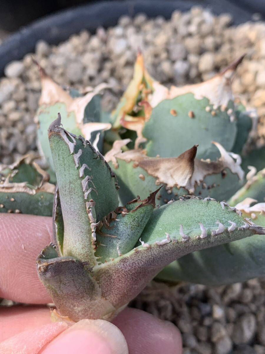 多肉植物アガベ チタノタ 鬣蜥Iiexi極上子株 item details 多肉植物アガベ チタノタ 鬣蜥Iiexi極上子株 item details