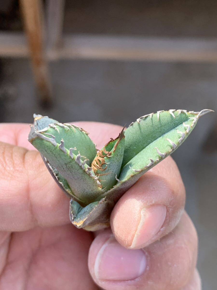 多肉植物アガベ チタノタ 鬣蜥Iiexi極上子株 item details 多肉植物アガベ チタノタ 鬣蜥Iiexi極上子株 item details