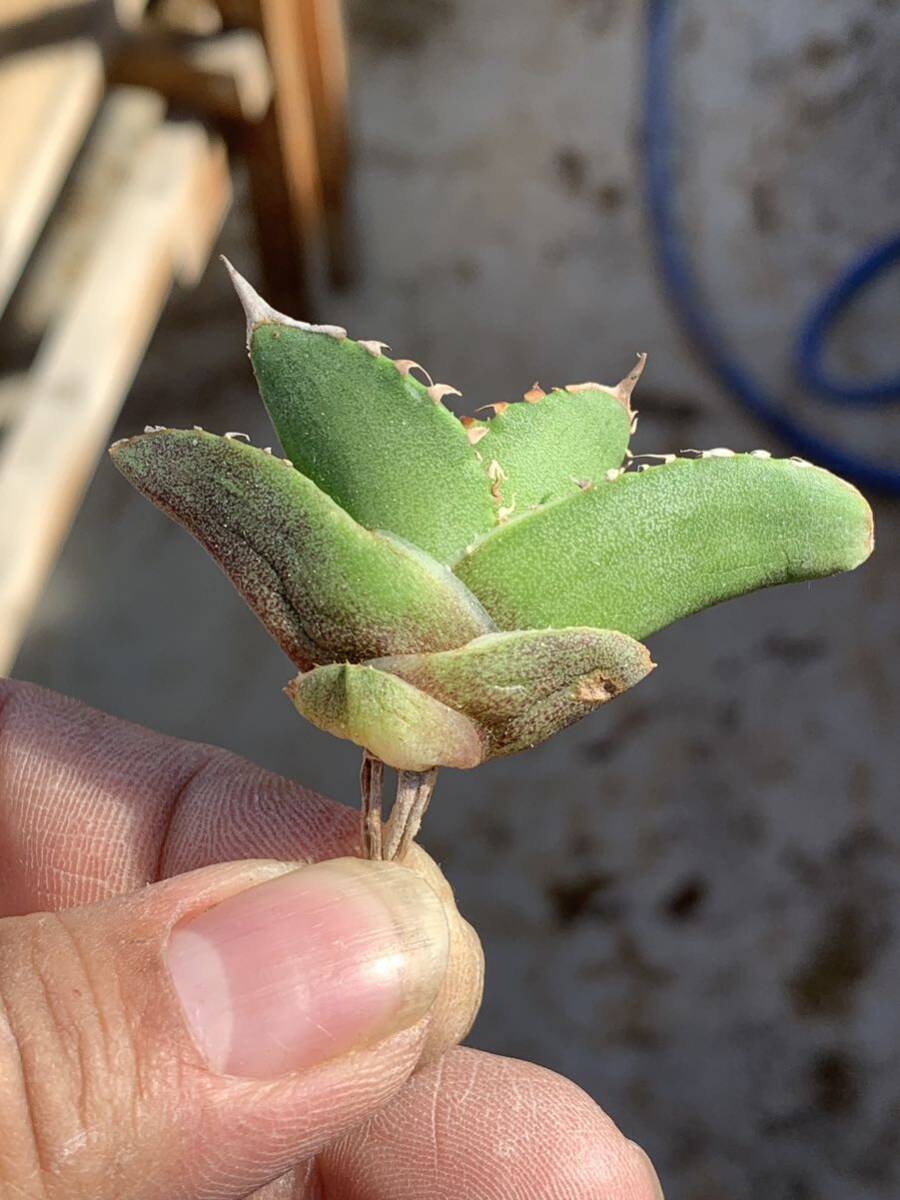 多肉植物アガベ チタノタ ブツブツ系ノ一ネ一ム，極上子株の画像9