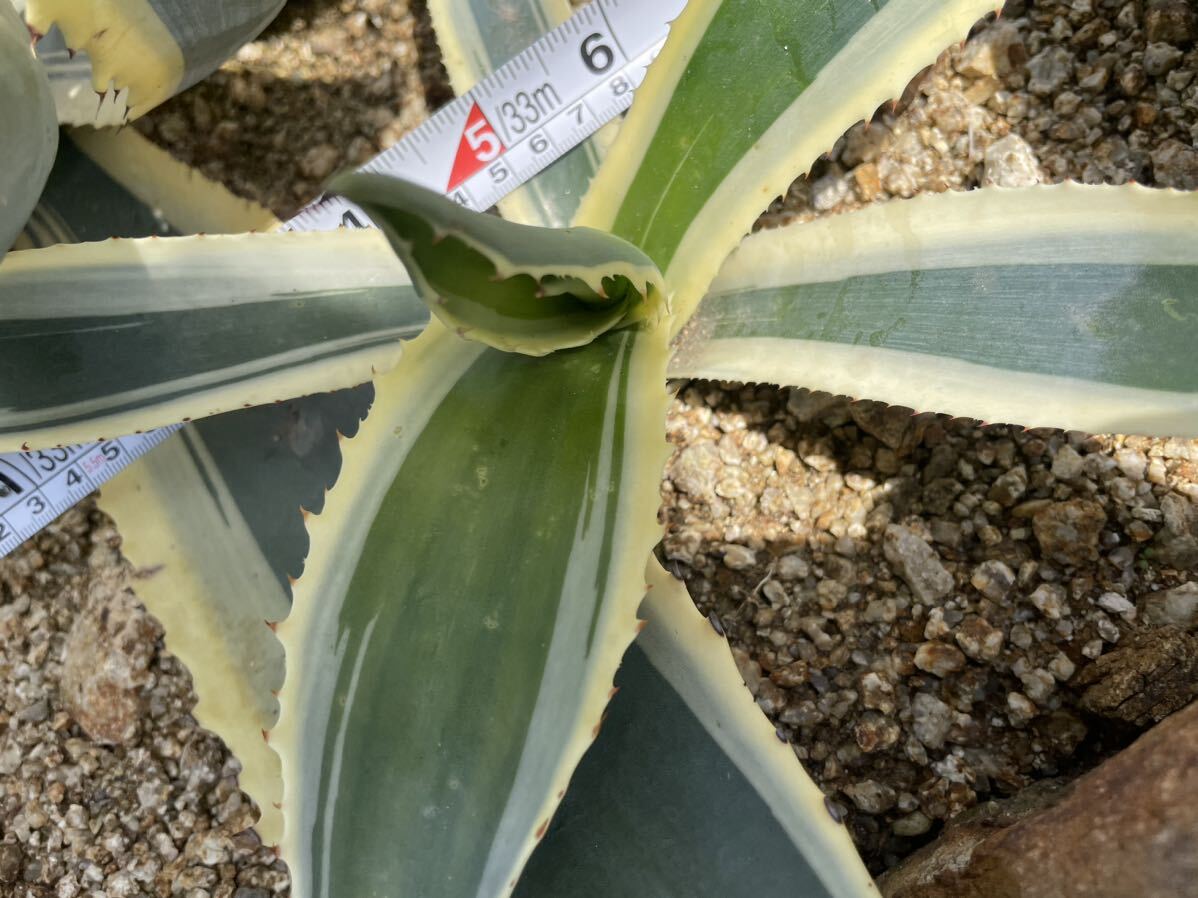 アガベ アンガスティフォリア サルミアナ 大型種 アメリカーナ 美株 大株 Agave の画像5