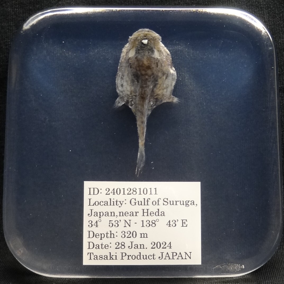 深海生物学術標本　ＩＤ：２４０１２８１０１１_欠損なしの完全体。