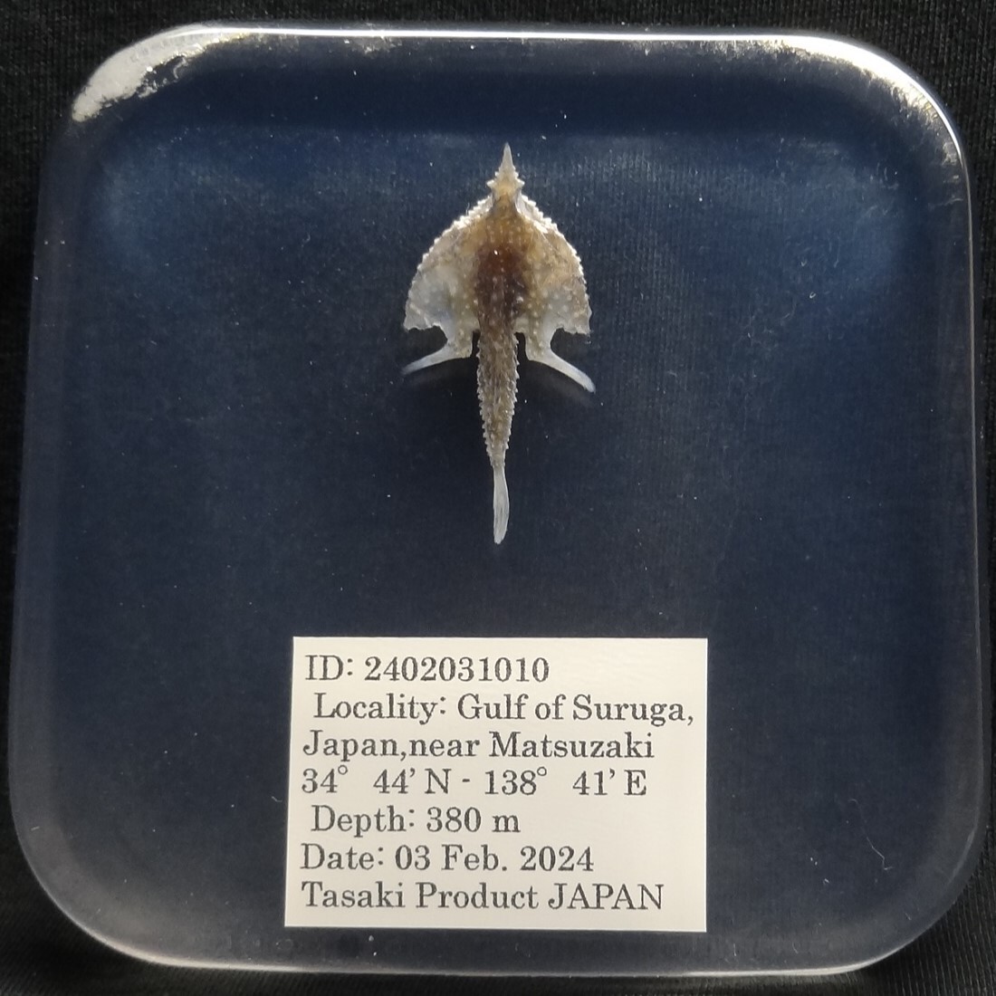 深海生物学術標本　ＩＤ：２４０２０３１０１０_欠損なしの完全体。